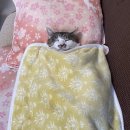 랑씨 | 단잠