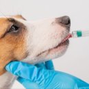 진심동물내과심장병원 이미지