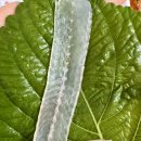 세꼬시 | [김포] 명품 세꼬시 포장 후기