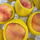 김종달농장 | [🍑] 24년 복숭아 (1)