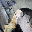 정밀카센타 | 수원 탑동 카센터 차량 정밀검사 '애니카랜드' 후기