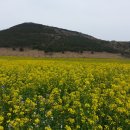 녹산사슴 이미지