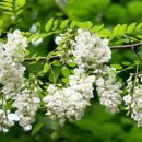 아카시아 이미지