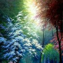 새벽-숲 이미지