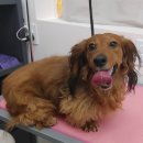 이뻐진개 이미지