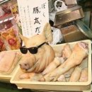 저팔계 - 서산시 | 저팔계