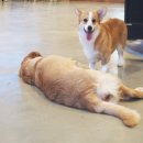 카페히릿 이미지