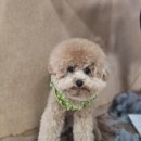 포항애견 이미지