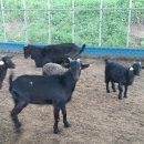 마이산 흑염소 농장 이미지