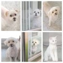 원 반려동물 미용실 이미지