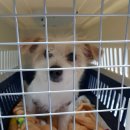 금비켄넬 이미지