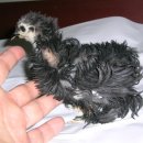 꼽슬이네 이미지