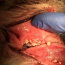 앞선동물병원 이미지