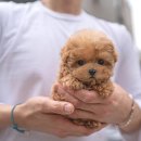 힐링퍼피 이미지