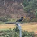 남경주ic주유소 이미지