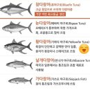 이가참치 이미지
