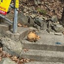 하단동171 | [부산] 사하구 승학산 등산코스 추천, 소요시간, 꿀팁