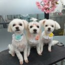 개미용중 이미지