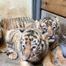 옹기종기 이미지