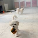 체리쉬독 네이버블로그