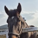 만성목장 이미지