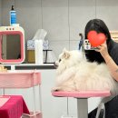 그루밍 샵 제제 이미지