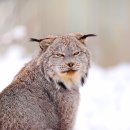 LYNX