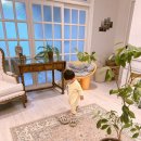 곽지 1645 이미지