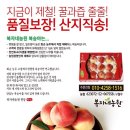 복자네복숭아