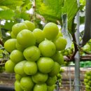 만땅농장 이미지