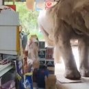 코끼리 미디어 뉴스1