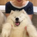 힐링애견 | 일본 여행 후쿠오카 카페 사모예드 애견카페 힐링하고 온 후기