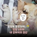 새뽀뽀다방 - 50889 | "병원도 몰랐다" 입양 2주차 내 강아지의 출산😱(ft.집사는 뇌정지)