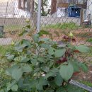 새보람약국 이미지