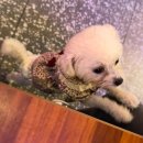 체다페퍼(도화점) 이미지