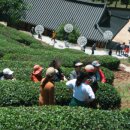 쇼 보성 이미지