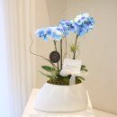 피오리화원 | 서울 승진 축하 화분 성공을 기원하는 영롱한 호접란