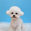 그루미재이 이미지