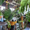 7346 | 수원 호매실 카페 밀종, 식물 가득한 힐링 공간 후기