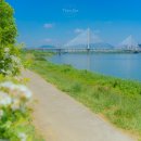 한강시민공원(한강둔치꽃단지) 이미지