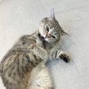 길고양이 마을(카스카) 네이버블로그