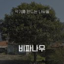 황등1농장 | [악기를 만드는 나무들] #4 비파나무