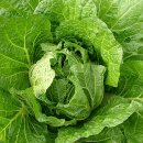 김치 맛있게 담그는법 이미지