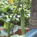 민수농장 이미지