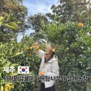 덕수농장 | 제주도 겨울 여행 가볼만한 곳 서귀포 감귤따기 체험 나무와 열매 체험농장 내돈내산