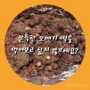 포일떡집 | [제주동문시장] 진아떡집 위치와 후기