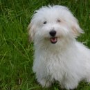 툴레아르Tulear