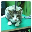 콜라네 펫살롱 이미지