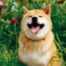 삼식이 이미지