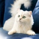 혜인종합동물병원 이미지